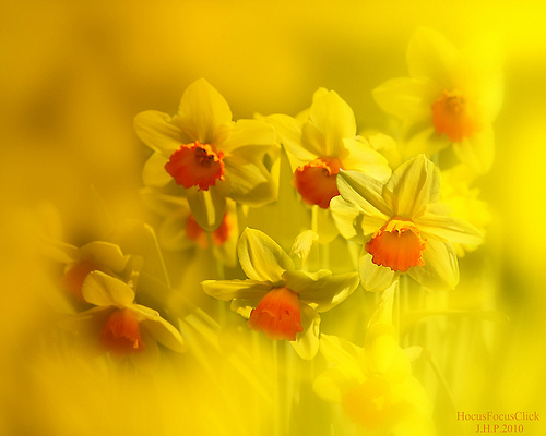 Remembering Daffodils in the Dark of Winter
