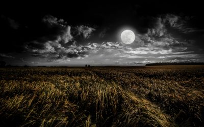 The Canary in the Gold Mine – the rise of suicide as one of the symptoms of a broken system
