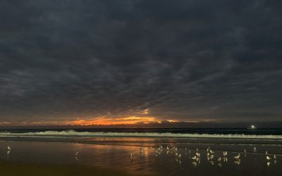 Human Murmurations