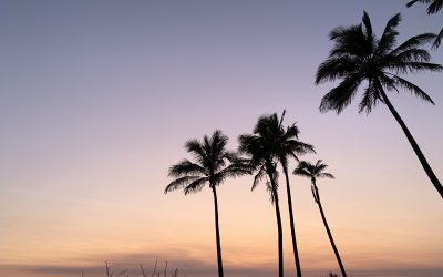 Where does culture live?