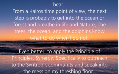 The tempest of emotions, criticism, steward leadership and beauty – a day in the life of Syntropic World