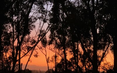 Gratitude is the way out of darkness