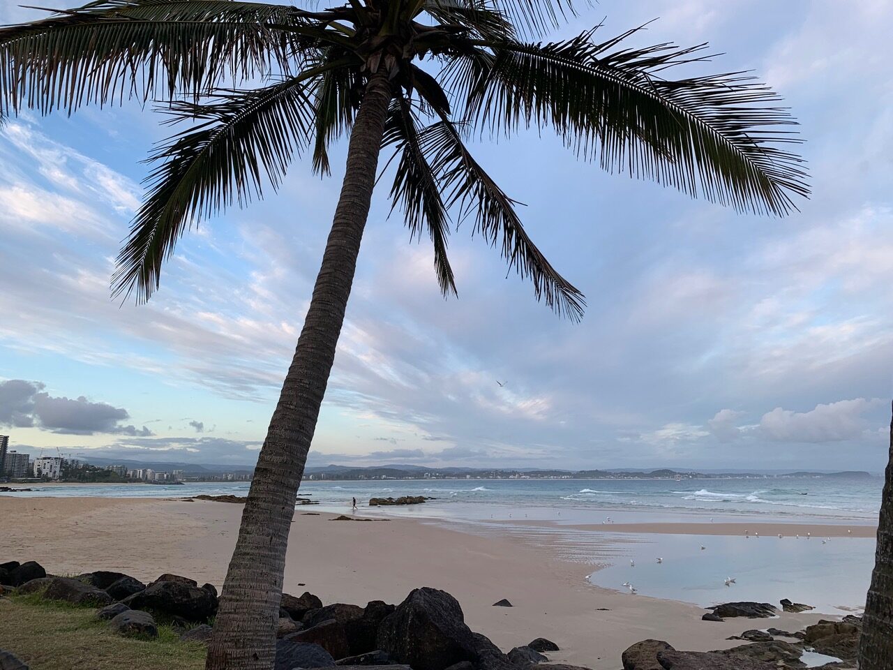 page10_img2 palm tree and beach with surfer