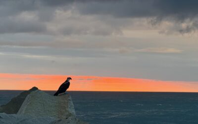 Encounter
