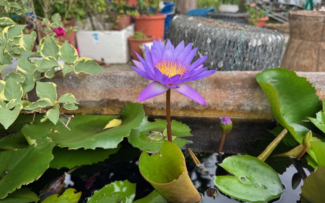 A Syntropic Story from Taiwan