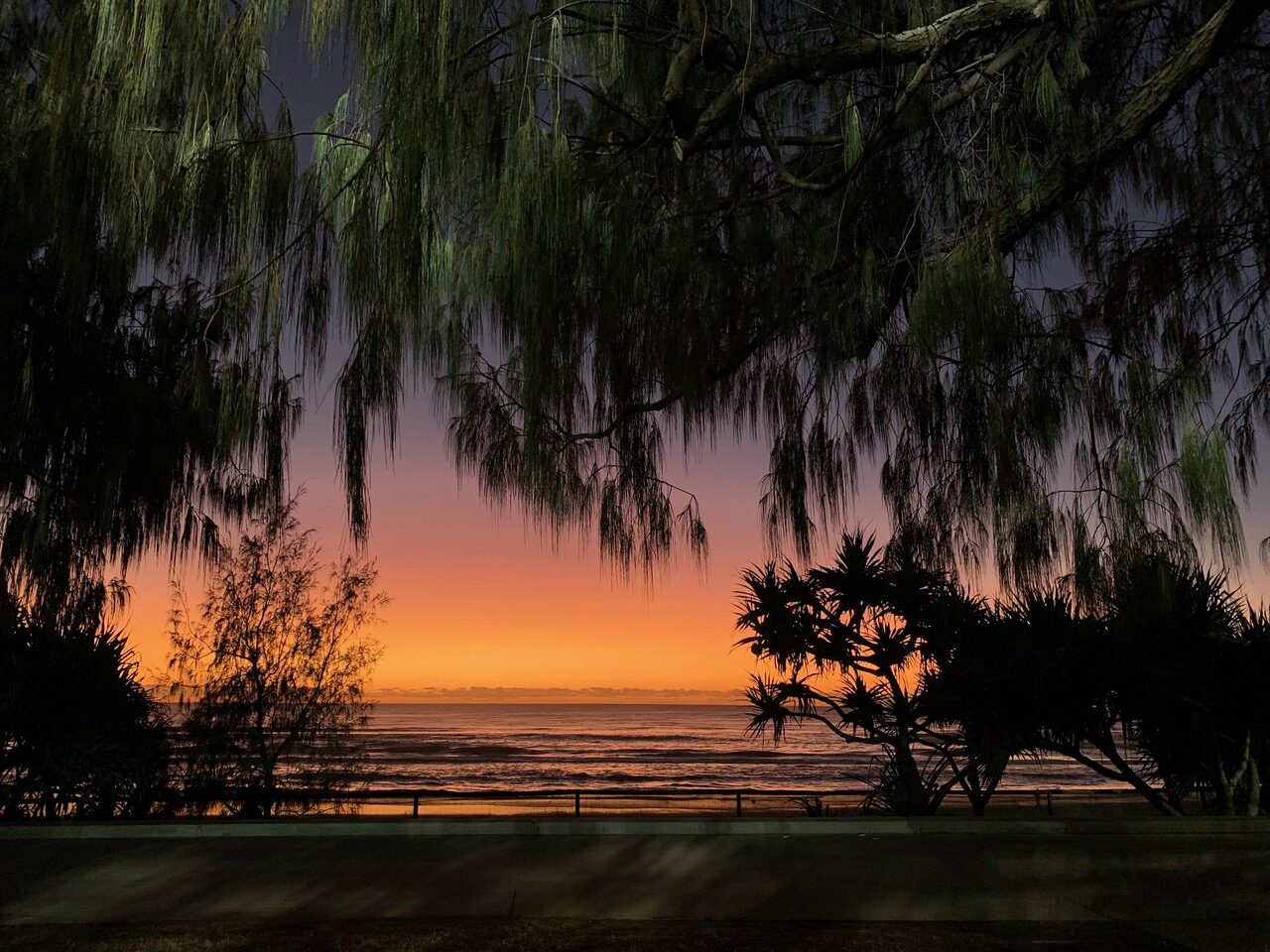 Sunset over the ocean seen through overhanging tree branches, with a railing in the foreground.