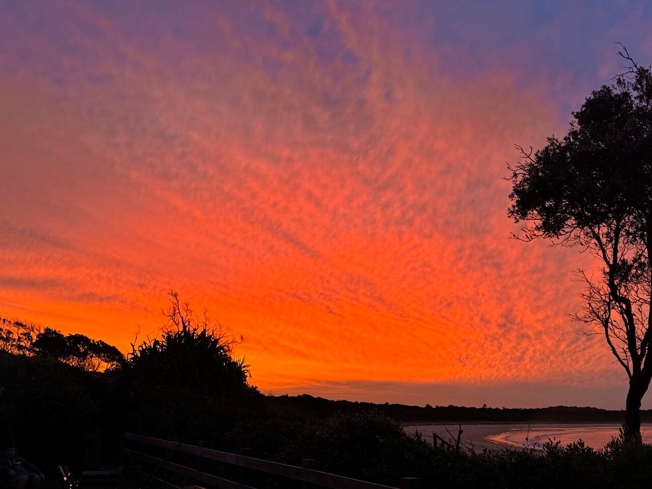Silhouetted trees and shrubs against a vivid orange sunset over a coastline.