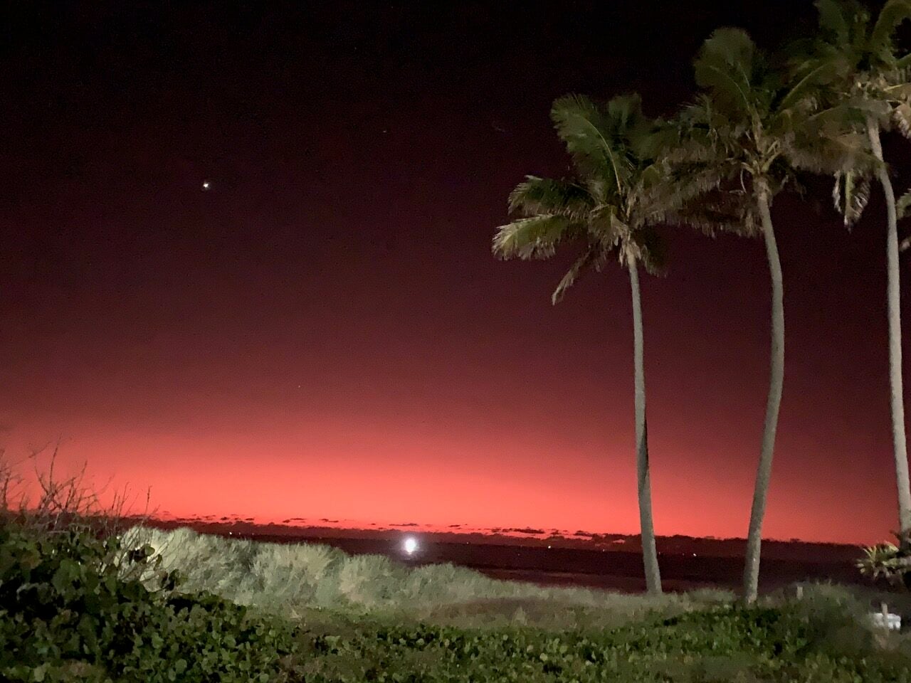 Night beach scene with a red-orange horizon, dark water, and tall palm trees on the right; foreground vegetation.