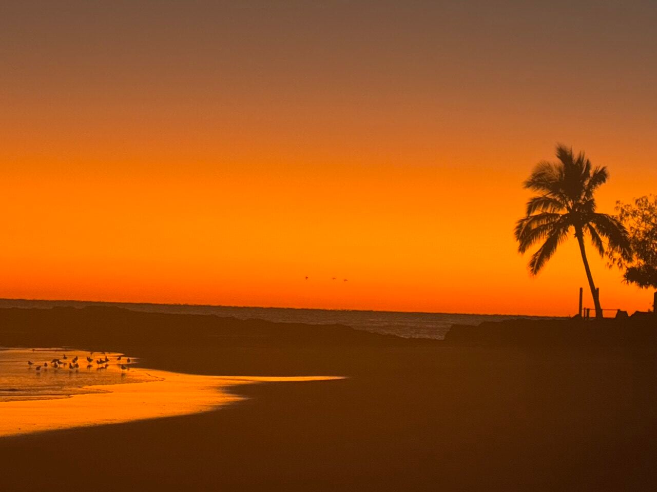 Silhouetted palm tree on a beach at sunset with an orange sky and water reflecting the glow on the wet sand.