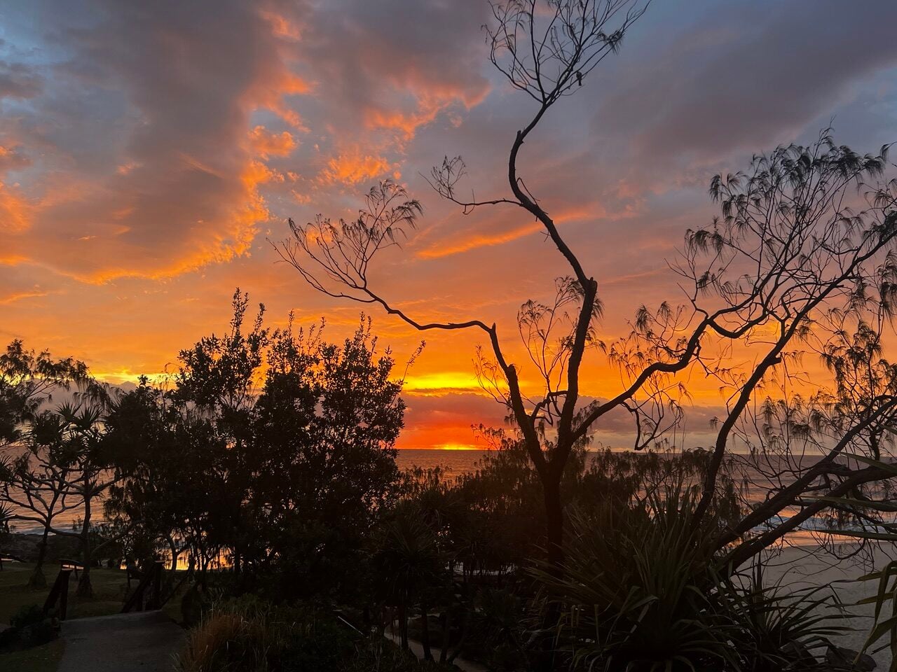 Sunset over the ocean with silhouetted trees and plants in the foreground, warm orange and pink skies dominating the horizon