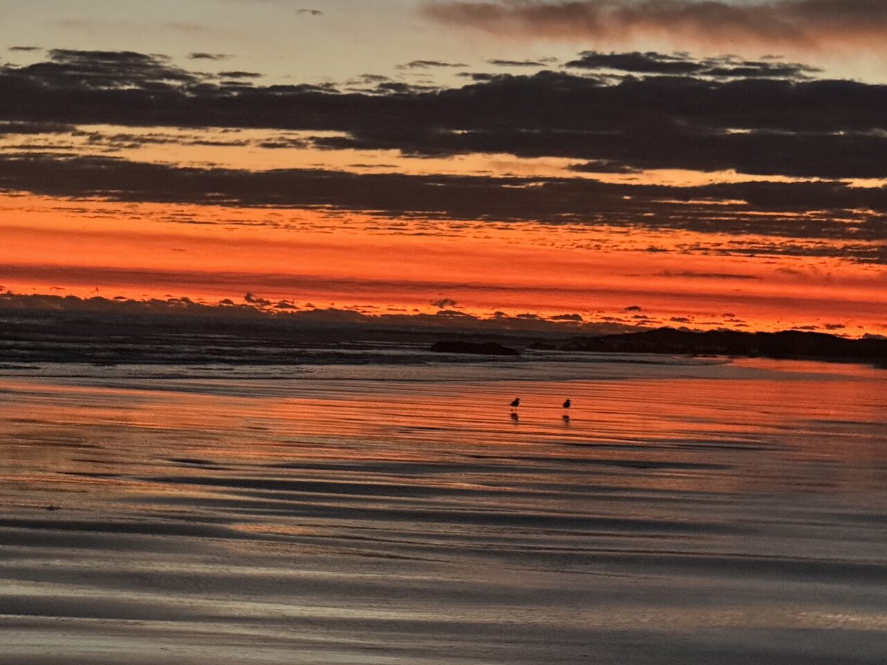 blood red sunrise over ocean with two seagulls