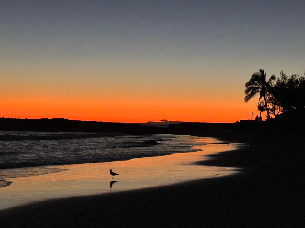 golden sunrise with lone seagull