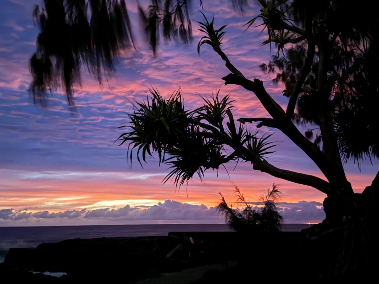 pinks and blues and palm tress sunrise