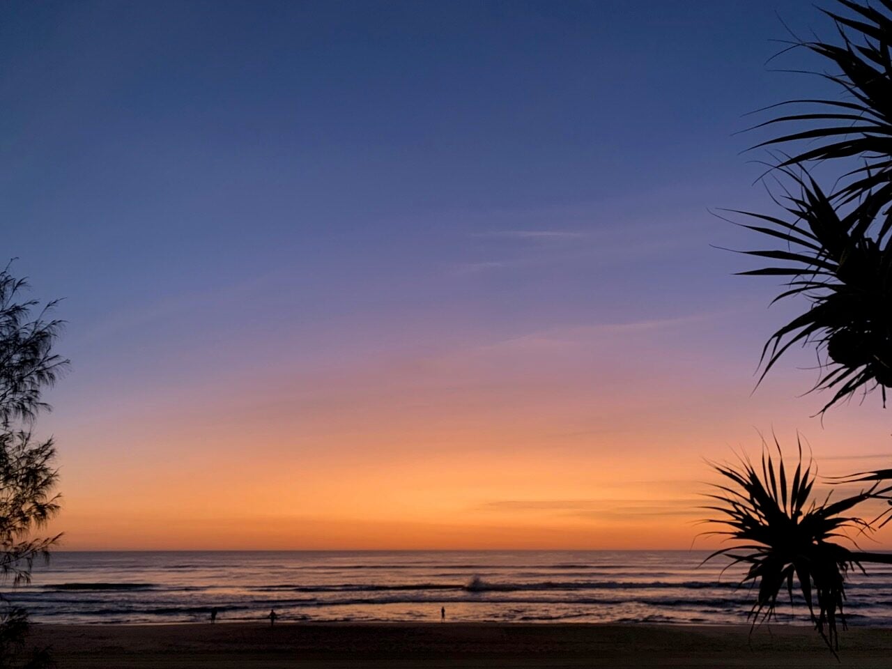 beautiful pink blue sky and palm trees sunrise.