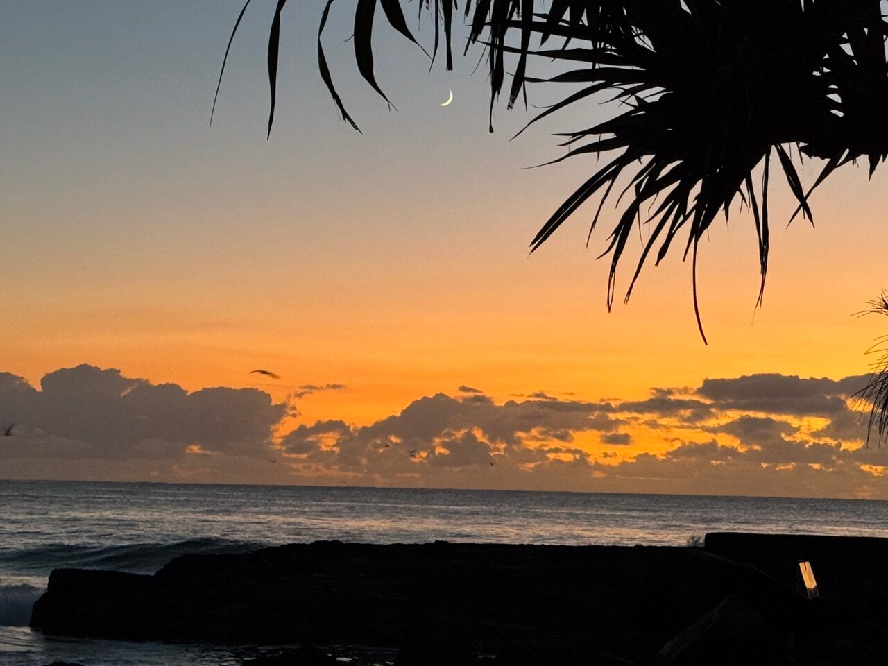 sunrise, cresent moon, palm tree